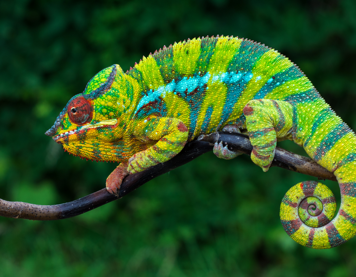 Lizards