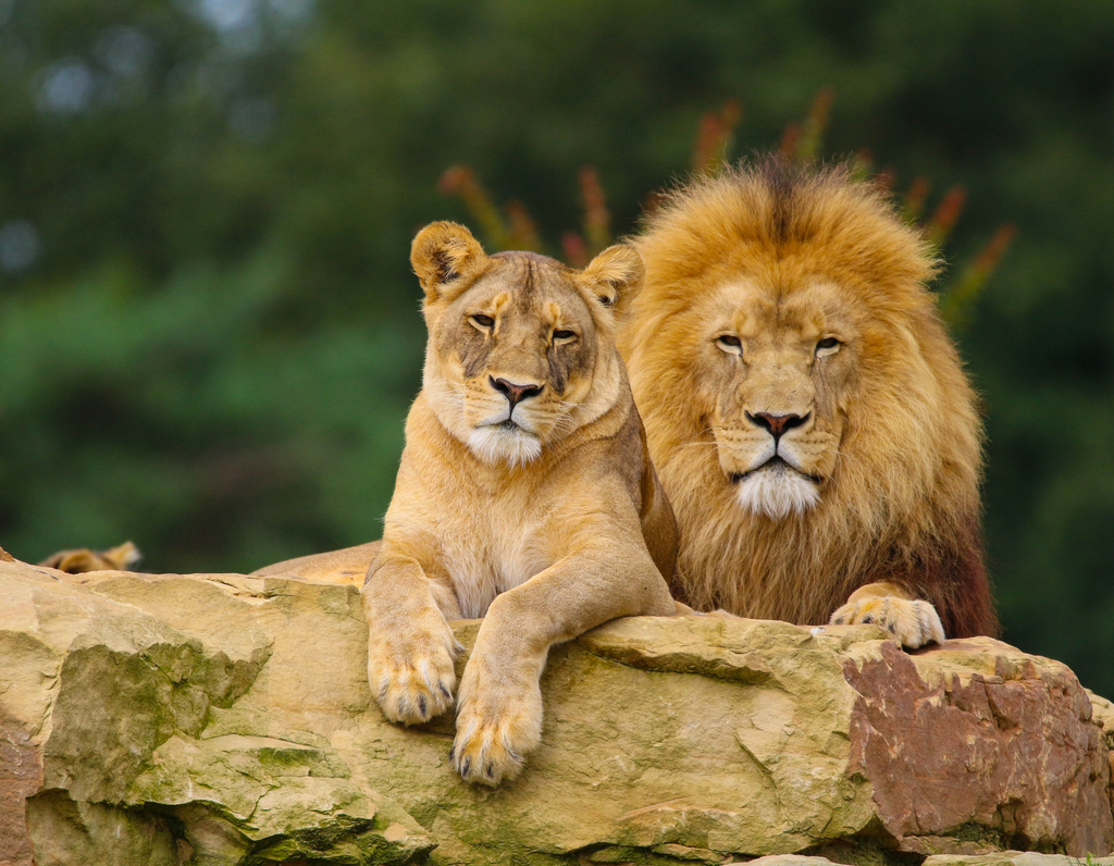 Lion the king of the jungle
